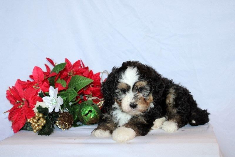 puppy, for, sale, Mini Bernedoodle F2, Matthew B. Stoltzfus, dog, breeder, Gap, PA, dog-breeder, puppy-for-sale, forsale, nearby, find, puppyfind, locator, puppylocator, aca